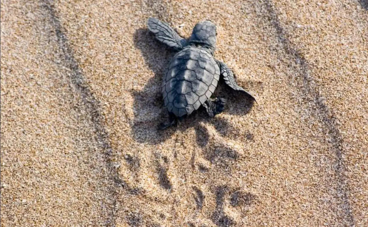 ¿que Hacer Si Encuentras Una Tortuga Marina En La Playa Las Provincias 